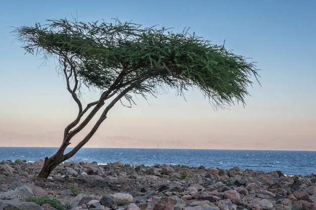 Vista panoramica del tramonto nel deserto vicino all'albero solitario sulla costa del mare