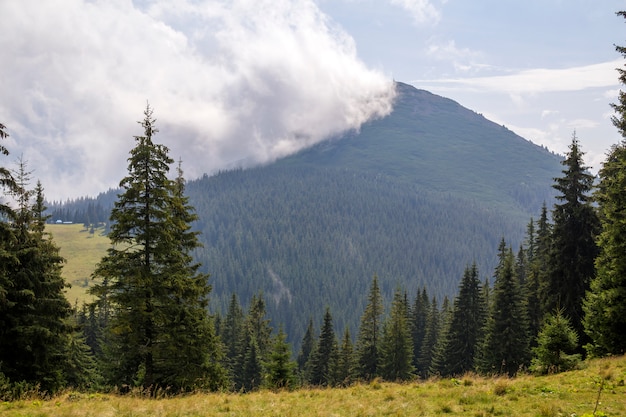Panorama view of white cloud on top of mountain with green spruce forest and fir-trees on grassy meadow on sunny day. Summer mountain landscape.