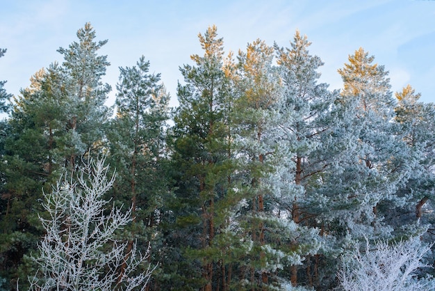 Photo panorama view of the winter forest of pine and spruce in the snow on the branches. landscape. the rays of the sun at sunset illuminate the snow