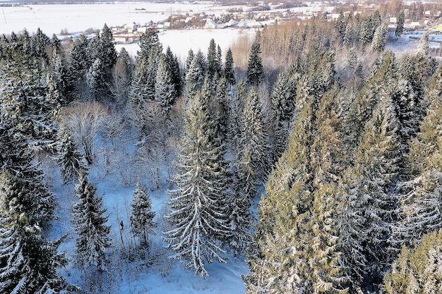 panorama winter forest landscape snow, abstract seasonal view of taiga, trees covered with snow