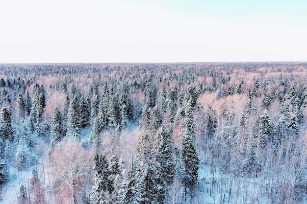 panorama winter forest landscape snow, abstract seasonal view of taiga, trees covered with snow