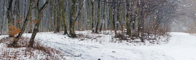 降雪時の暗い木々と冬の森のパノラマ。森の木々のある冬の風景