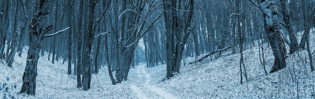 Panorama of winter forest with a narrow road between the trees in the valley between the hills