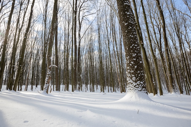 A panorama winter forest withs snow and sun