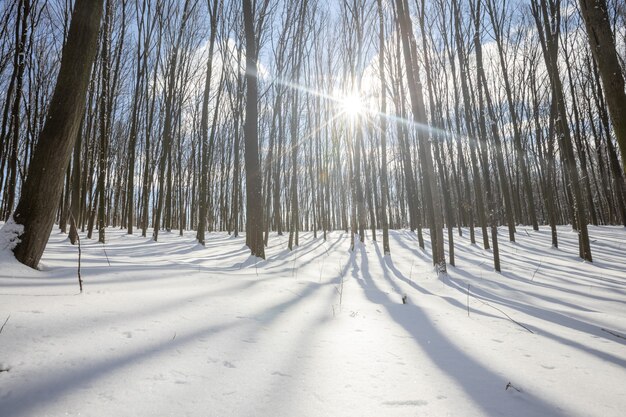 A panorama winter forest withs snow and sun