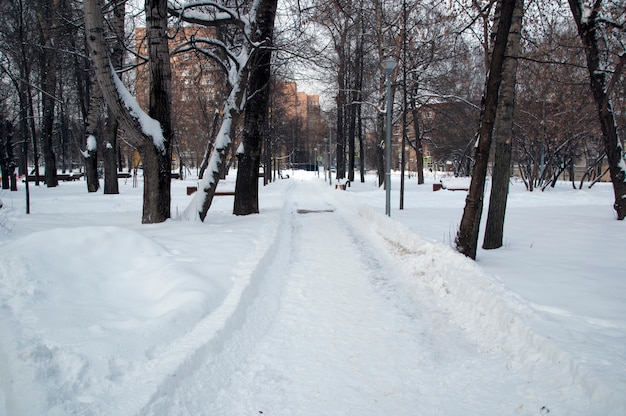 Panorama of the winter park. Snowy road among the trees.