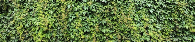 Panorama with a decorative ivy fence texture for landscape\
designers rural landscape