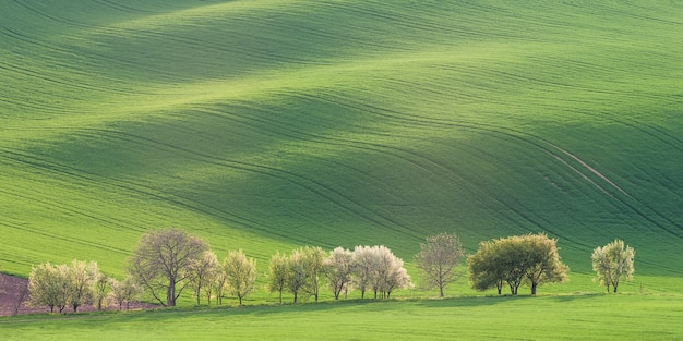 Panorama with green field, agricultural landscape