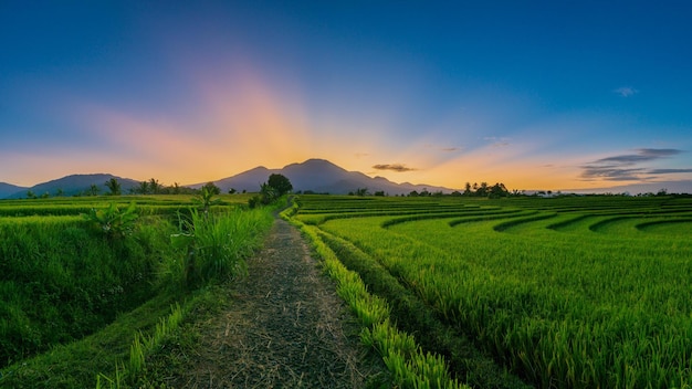 Panorama with Indonesian morning view in green rice fields with the moon above the mountain leaves