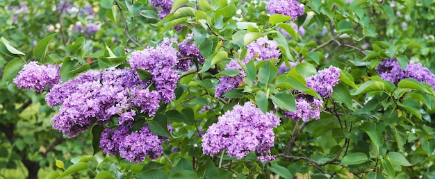 Panorama with lilac Lilac flowers delight the eye on a summer day