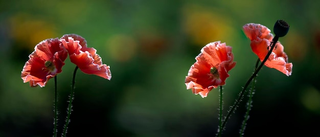 Panorama with red, pink poppies, selective color.Frontal panorama.