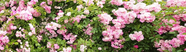 Panorama with roses a beautiful rose bush basking in the
sun