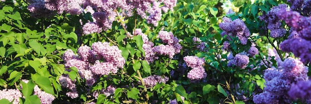 植物園の夏のライラックの茂みのパノラマ