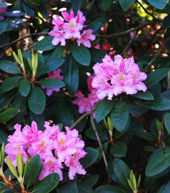 Panorama with three pink rodendrons in the city park