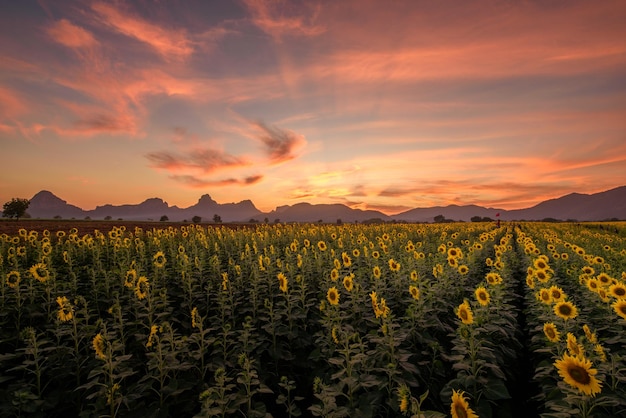 Panoramalandschap van zonnebloemen die bloeien in het veld in zonsondergangtijd met de achtergrond van de bergketen in de provincie Lopburi, Thailand