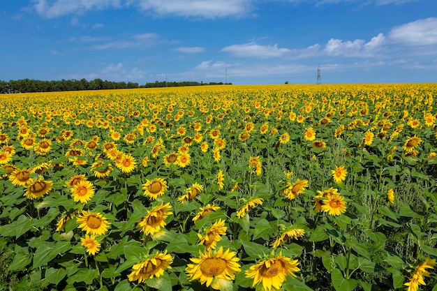 Panoramalandschap Van Zonnebloemvelden En Blauwe Hemelwolken Achtergrond..