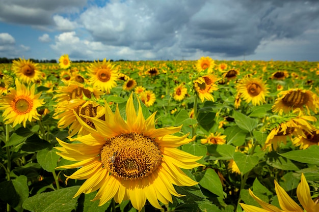 Panoramalandschap van zonnebloemvelden en blauwe luchtwolken.