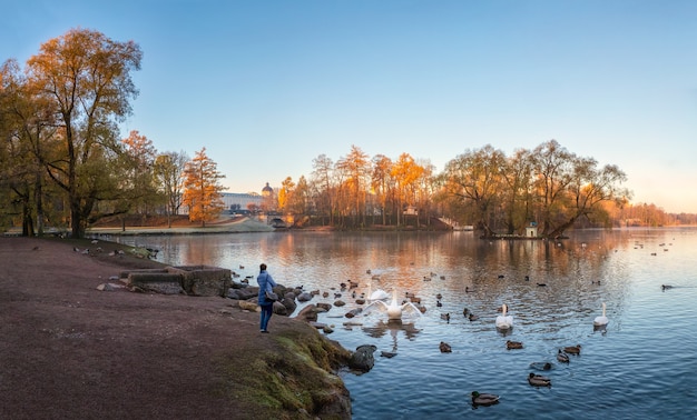 Панорамный осенний вид на утренний парк с лебедями и силуэт одинокой женщины на берегу. Гатчина. Россия.