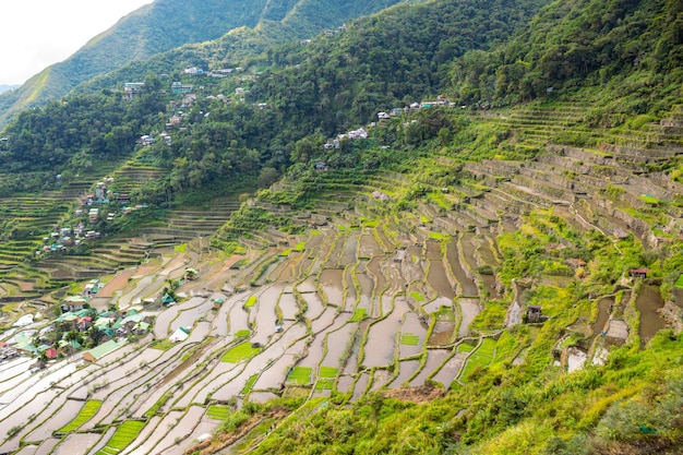 Panoramic background image of the rice terraces of Ifugao going down the mountain in Batad village Philippines