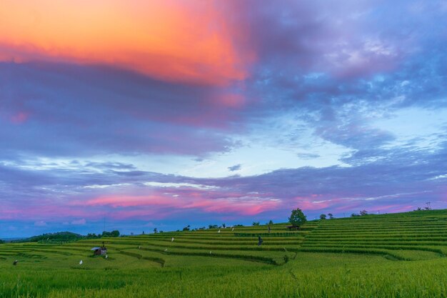 Panoramic background of indonesias beautiful natural scenery sunrise over green rice fields