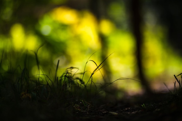 森の緑の植物や草のクローズ アップとパノラマの背景背景をぼかした写真と copyspace の美しい自然の風景