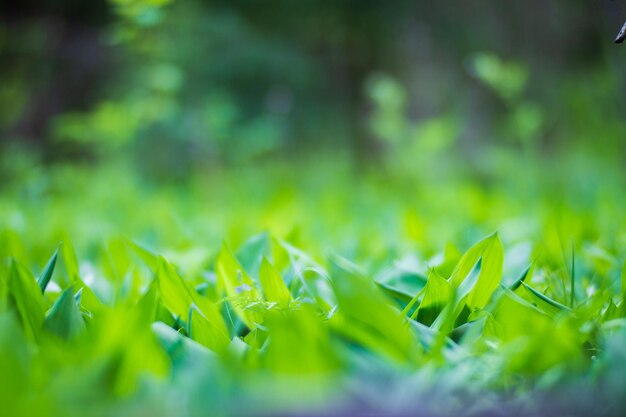 Panoramic background with closeup of forest green plants and grass Beautiful natural landscape with a blurred background and copyspace