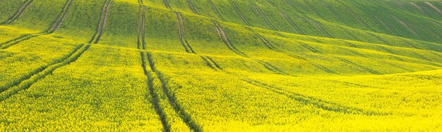 黄緑色の花畑のパノラマ背景