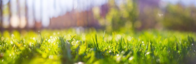 Panoramic banner background with a flower among the green grass in the yard beautiful natural rural landscape selective focus in the foreground with a heavily blurred background and copyspace