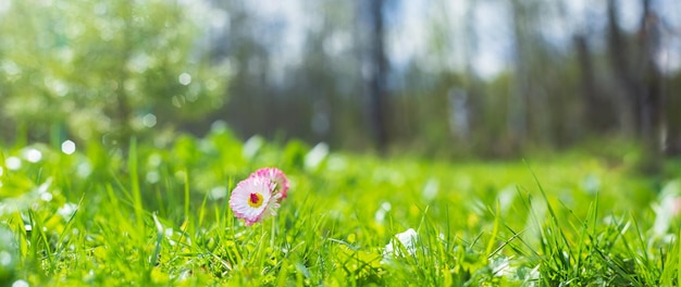 Panoramic banner background with a flower among the green grass in the yard Beautiful natural rural landscape Selective focus in the foreground with a heavily blurred background