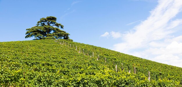 Panoramic countryside in Piedmont region Italy Scenic vineyard hill close to Barolo city