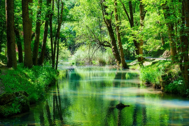 Панорамный вид леса с рекой, отражающей деревья в воде.