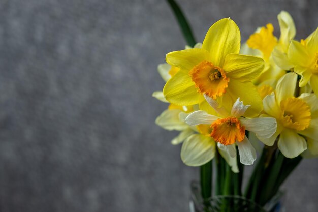 黄色い水仙の花とパノラマのグランジ背景水仙の花の花束とパターン