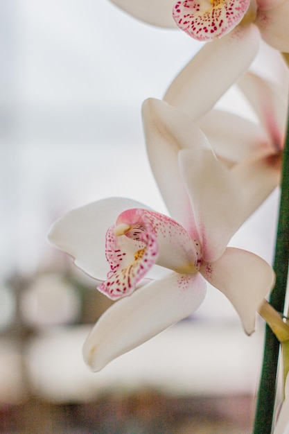 写真 見事な白い咲くジッパーの花エキゾチックな熱帯植物のパノラマ画像驚くべき自然な背景の壁紙花柄クローゼット