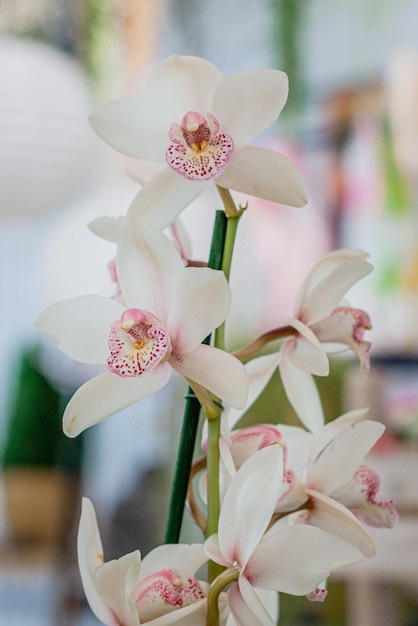 Foto immagine panoramica di splendida fioritura bianca cerniera fiore esotico pianta tropicale incredibile sfondo naturale carta da parati design floreale armadio