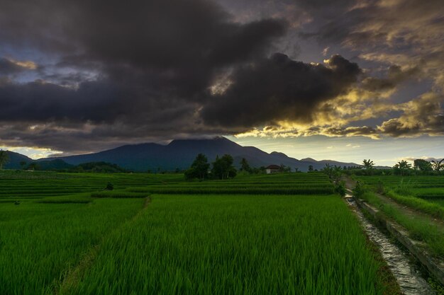 Panoramic indonesia view of green rice terraces and mountains on a sunny morning