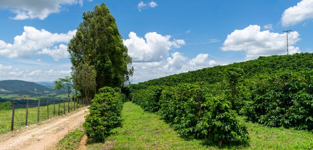 Paesaggio panoramico della piantagione di caffè