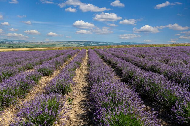 Panoramic Landscape Of lavender fields And blue Sky Against A Background Of clouds...