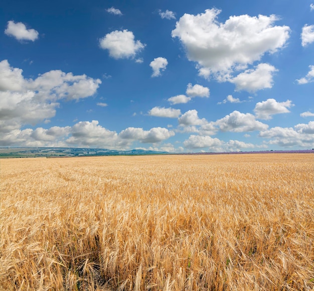 Panoramic landscape of a wheat field and blue sky against the background of clouds...