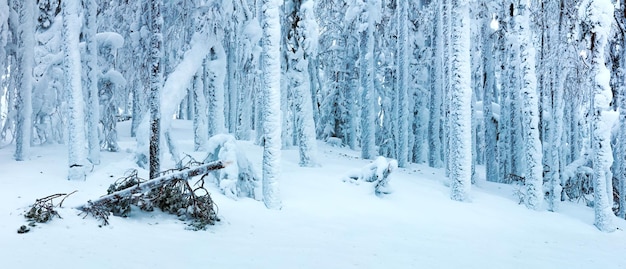 猛吹雪の大きな氷の木と大雪の後の冬の森のパノラマの風景美しく危険な寒い冬の季節