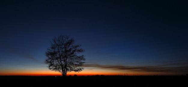 Panoramic landscape with a tree on the background of a cloudless sky during sunset.