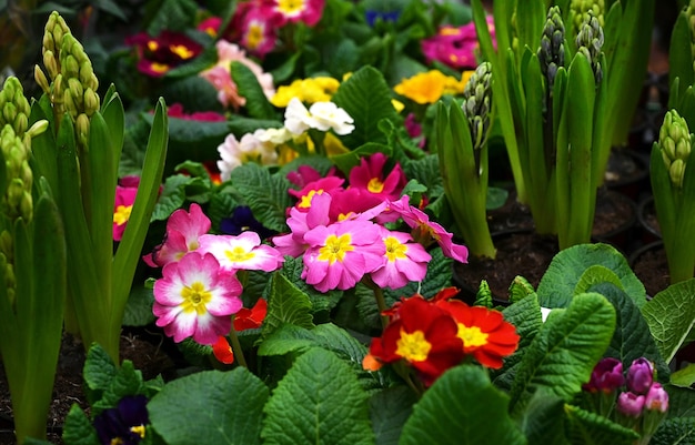 Panoramic Multicolor Primrose Primula Vulgaris blossom Many Country Primula Flowers top view banner