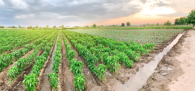 Panoramic photo of agriculture. 