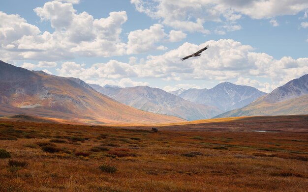 Panoramic shadow view of sunny colorful mountain landscape with a prairie in golden sunlight in autumn in pastel colors Mountain plateau with a dwarf birch of the red color of the sunlit mountainside