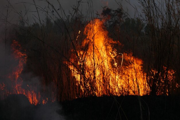 Foto scatto panoramico di un incendio nella foresta