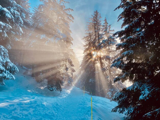 Panoramic shot of frozen trees against sky