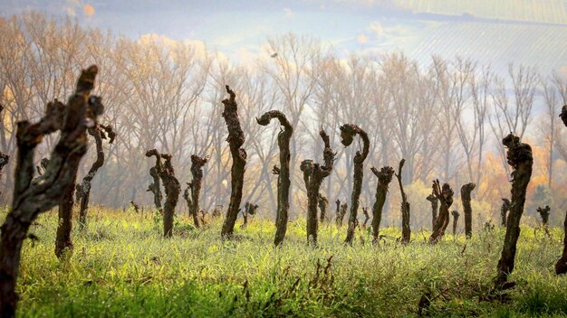 写真 空を背景に古いブドウ畑のパノラマ写真