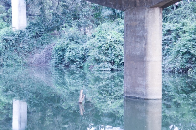 写真 森の木のパノラマショット