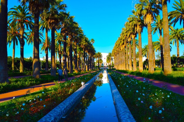 Panoramic shot of palm trees by canal against blue sky