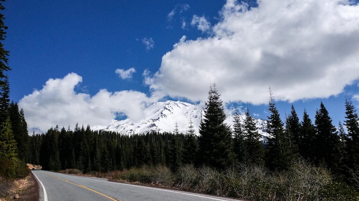 Photo panoramic shot of pine trees against sky