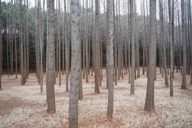 Foto fotografia panoramica di pini nella foresta